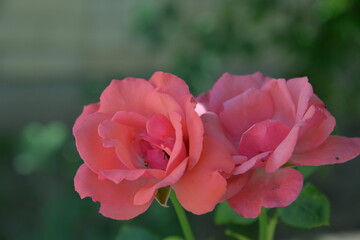 rose is a bright beautiful garden flower that grows in the garden during the day
