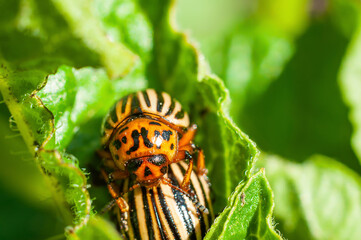 One Colorado potato beetle crawled out onto another on a green leaf, macro shot of a pest for a...