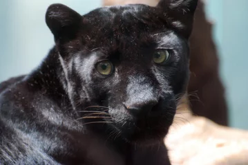Foto op Plexiglas Close up on the face of a black panther © dejavudesigns