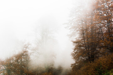 Autumn forest shrouded in fog. Coniferous and deciduous trees. The road leading into the distance and the tourist along it. Nature and landscapes of the Carpathians. The mountains. Brown colors.