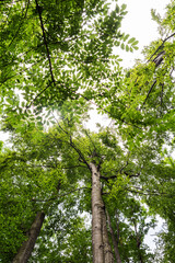 Forest. Coniferous and deciduous trees. Nature and landscapes of the Carpathians. The mountains. Sunny. The crowns of trees stretch towards the sky.