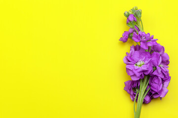 Matthiola incana isolated on yellow background. Lilac Flowers isolated. Flat lay. Copy space. Postcard. Place for text. Gardening. Blossom flowers.
