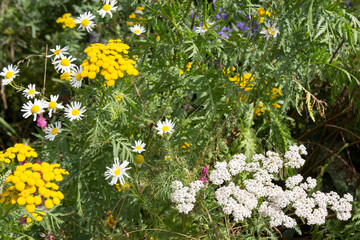 summer  flowers background