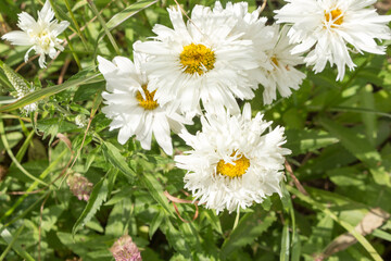 summer  flowers background