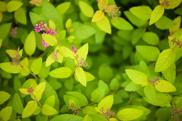 Foliage of closeup. Background or wallpaper from bright light greenery, top view from above. Green young leaves of dropwort. Natural floral plant pattern. carpet of green leaves in the park