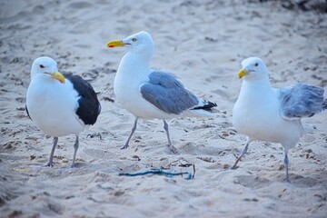 seagull on the beach