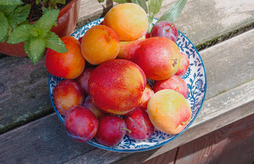 summer basket of fruits - pear, nectarine, plum and apricots on a wooden background in the rays of the early sun