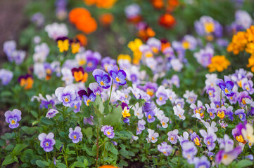 Fototapeta premium Wild pansies in different carpet colors Colorful decoration of blooming heart flowers or violas or pansies with blurred background