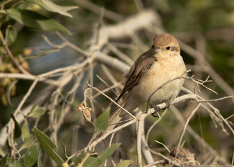 Isabelline Shrike perched on a tree,  Bahrain