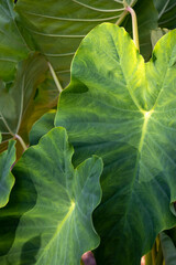 Close-up of the leaves of the giant elephant ear plant in the garden, looking down from above, showing the pattern on the front and back of the leaves.