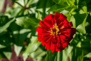 Close-up overhead view of a red zinnia flower with a bright yellow center blooming in sunlight in the garden.