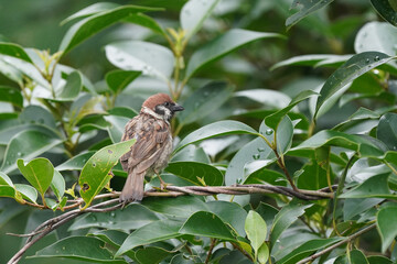 sparrow on branch