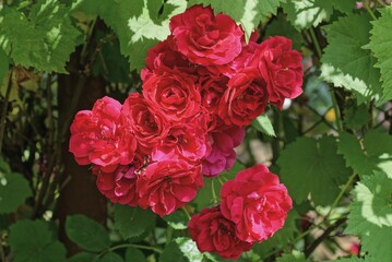red roses flowers on a bush with green leaves in a summer garden