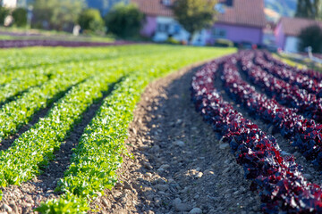 Salat, Salatfelder auf der Insel Reichenau