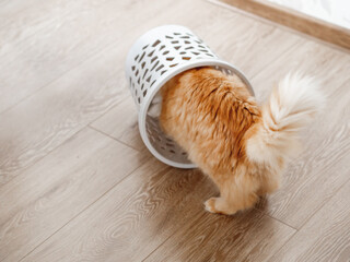 Cute ginger cat overturned wastebasket. Curious fluffy pet inside trash can. Funny and playful...