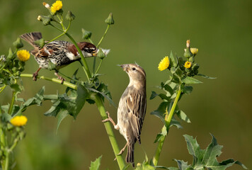 Spanish Sparrows feeding flower, Bahrain .