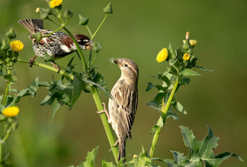 Spanish Sparrow feeding flowers, Hamala,  Bahrain .