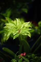 Water drops on a leaf during monsoon season