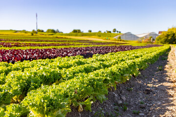 Salat, Salatfelder auf der Insel Reichenau