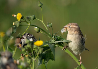 A pair of House sparrow feeding