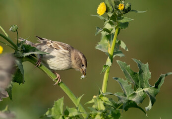 House sparrow feeding flower, Bahrain