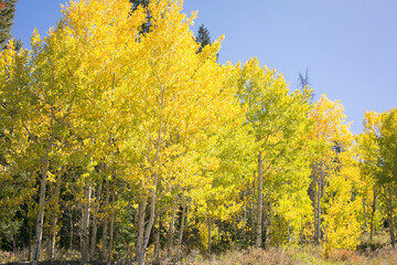 Golden aspen trees