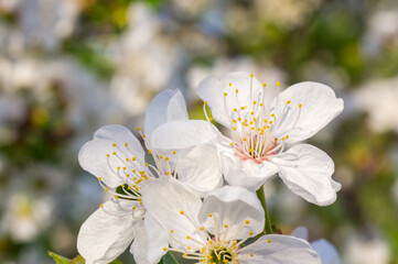 Branches of blossoming apricot macro