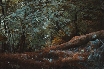 Mossy fallen tree in gloomy deciduous forest.