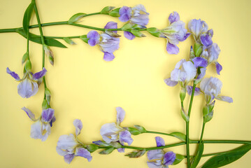 Fototapeta na wymiar Purple irises on yellow background
