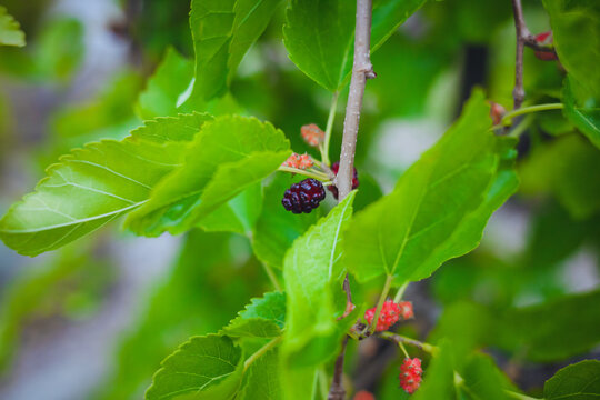 Close up of ripe wild mulberry berry