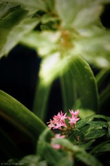 Pink flowers blooming during the day under sunlight