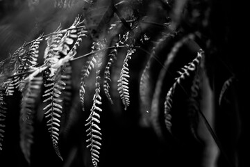close up of a black and white feather