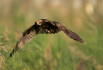 Eurasian Marsh harrier in flight, Bahrain