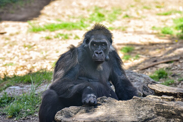 An old gorilla sits in the shade on a sunny hot day at the zoo, Israel. Selective focus. 