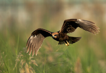 Closeup of a Eurasian Marsh harrier, Bahrain