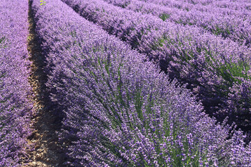 Fototapeta na wymiar Floral background: rows of blooming lavender