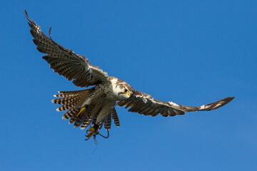 Hawk in flight 