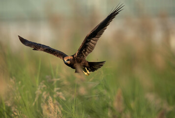 Eurasian Marsh harrier coming out from the grasses, Bahrain