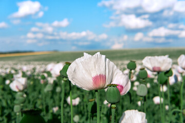 White opium poppy field, in Latin papaver somniferum. Close-up on poppy flowers in bloom