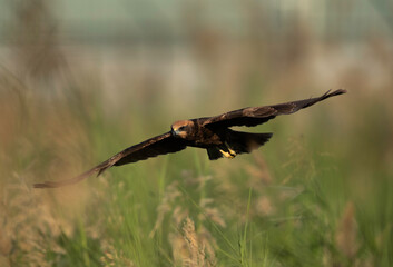 Eurasian Marsh harrier in flight, Bahrain