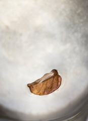 Leaf and water
