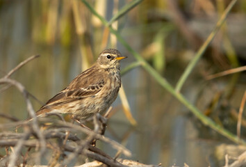 Water pipit, Hamala, Bahrain