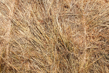 Straw texture. Hay close-up. Background.