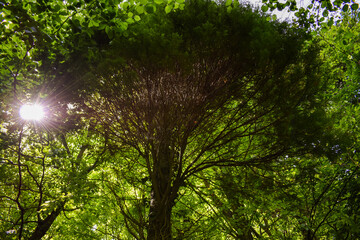Sun Blasing Through the Green Trees