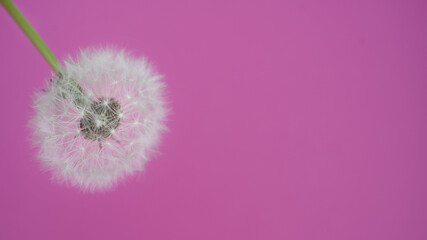 dandelion seed head on pink background. Space for text. 