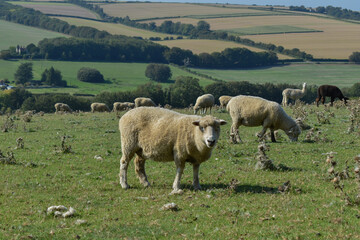Sheep in a Field 
