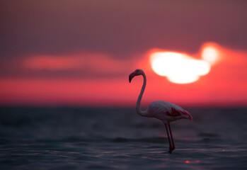 Fototapeta na wymiar Greater Flamingo and the dramatic sun, Asker coast, Bahrain