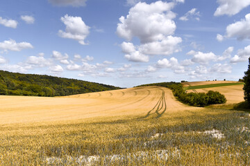Tractor Tracks Through Countryside Yellow Cornfield 