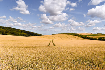 Tractor Tracks Through Countryside Yellow Cornfield 