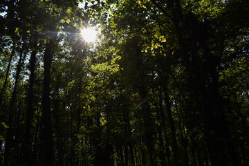 Sun Blasing Through the Green Trees